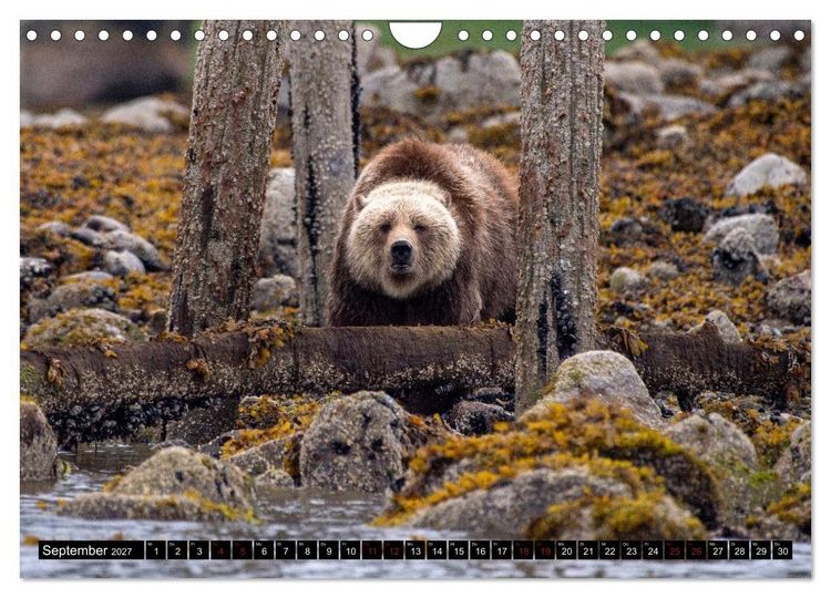 Produktbild: Grizzlys und Geisterb&auml;ren - Glendale Cove, Kanada (Wandkalender 2027 DIN A4 quer), CALVENDO Monatskalender