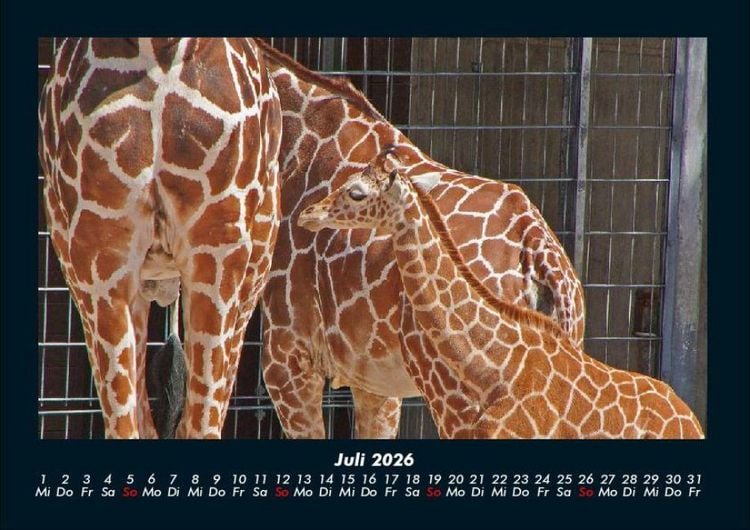 Produktbild: Giraffen 2026 Fotokalender DIN A4