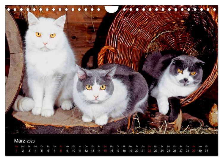 Produktbild: Katzen (Wandkalender 2026 DIN A4 quer), CALVENDO Monatskalender