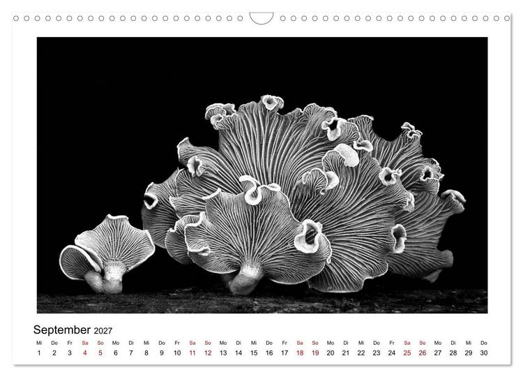 Produktbild: Die grafische Sch&ouml;nheit der Pflanzen &ndash; Schwarz-Wei&szlig; (Wandkalender 2027 DIN A3 quer), CALVENDO Monatskalender