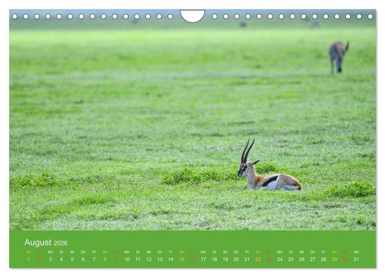 Produktbild: Antilopen, sch&ouml;n und schnell (Wandkalender 2026 DIN A4 quer), CALVENDO Monatskalender