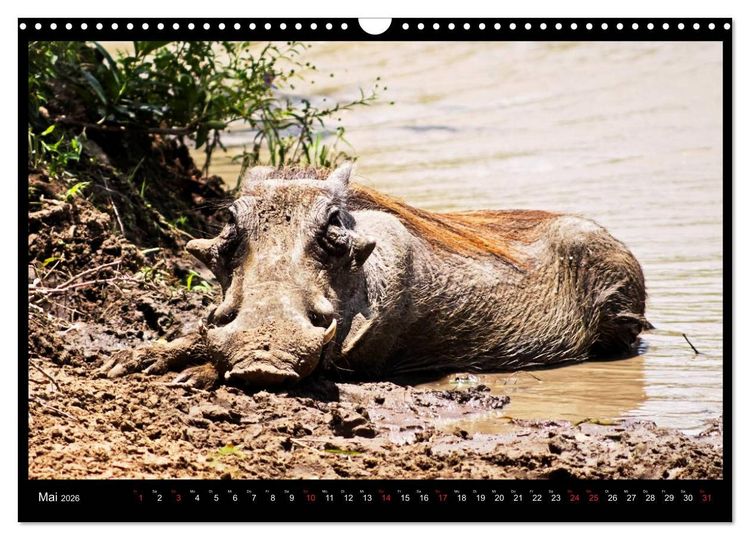 Produktbild: S&Uuml;DAFRIKA Augenblicke (Wandkalender 2026 DIN A3 quer), CALVENDO Monatskalender