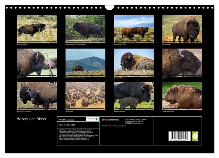 Produktbild: Wisent und Bison (Wandkalender 2026 DIN A3 quer), CALVENDO Monatskalender