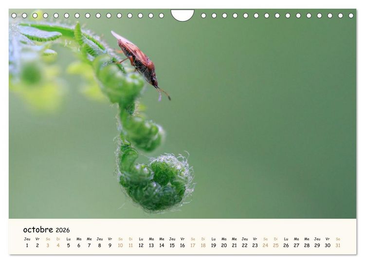 Produktbild: Nos amis les insectes (Calendrier mural 2026 DIN A4 vertical), CALVENDO calendrier mensuel