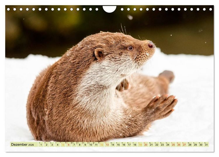 Produktbild: Fischotter - putzige Kerlchen und elegante Schwimmer (Wandkalender 2026 DIN A4 quer), CALVENDO Monatskalender