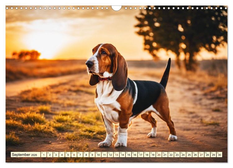 Produktbild: Basset Hound - unverkennbar (Wandkalender 2026 DIN A3 quer), CALVENDO Monatskalender