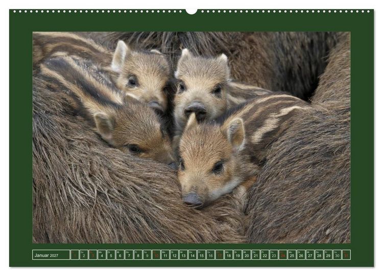 Produktbild: Schweinkram - Die Wildschweine sind los (hochwertiger Premium Wandkalender 2027 DIN A2 quer), Kunstdruck in Hochglanz