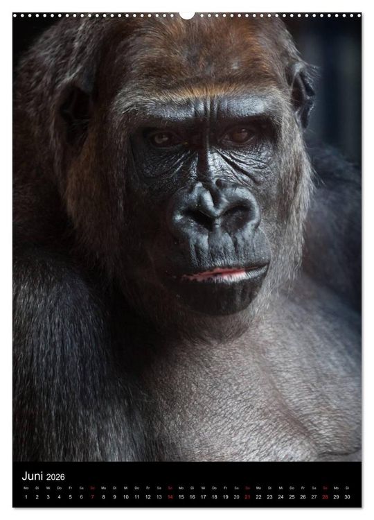 Produktbild: Gorillas (Wandkalender 2026 DIN A2 hoch), CALVENDO Monatskalender