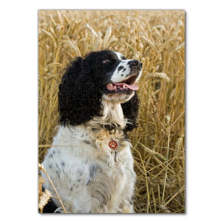 Produktbild: Lais Puzzle Springer Spaniel 500 Teile