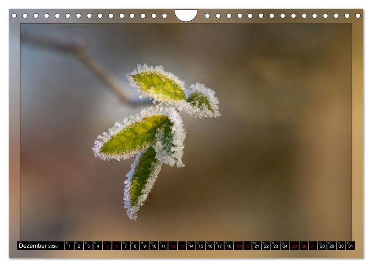 Produktbild: Blattkunstwerke (Wandkalender 2026 DIN A4 quer), CALVENDO Monatskalender