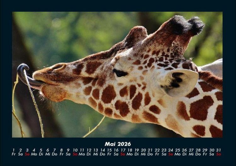 Produktbild: Giraffen 2026 Fotokalender DIN A4