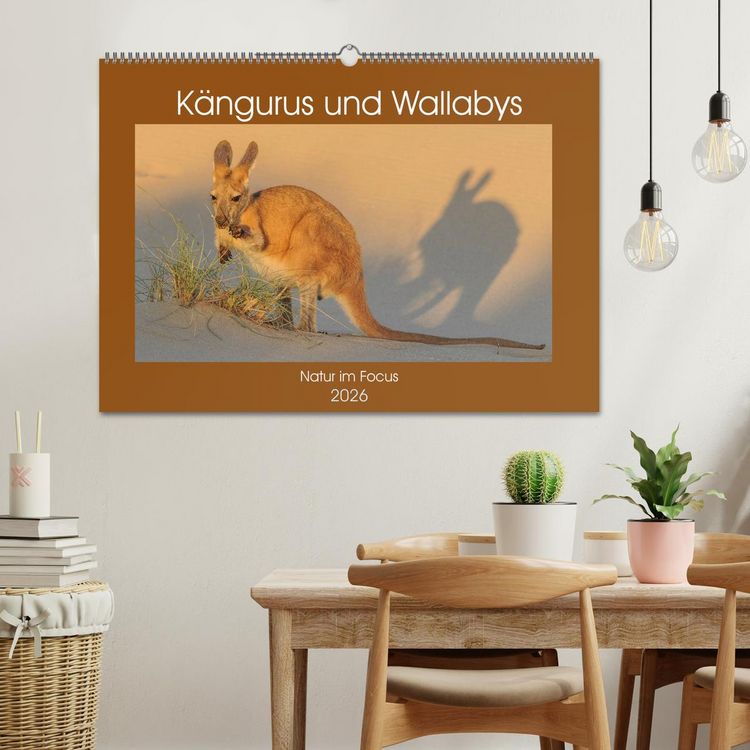 Produktbild: K&auml;ngururs und Wallabys (Wandkalender 2026 DIN A2 quer), CALVENDO Monatskalender