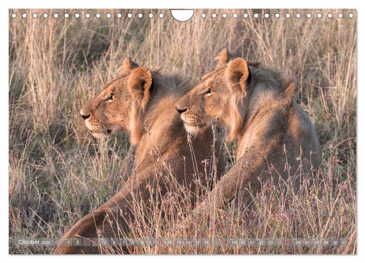 Produktbild: L&ouml;wen - Raubkatzen Afrikas (Wandkalender 2026 DIN A4 quer), CALVENDO Monatskalender