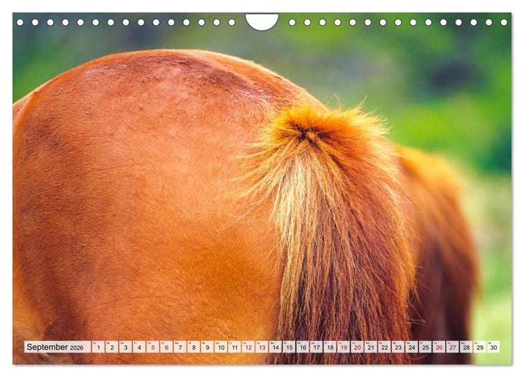 Produktbild: Popo-Kalender (Wandkalender 2026 DIN A4 quer), CALVENDO Monatskalender