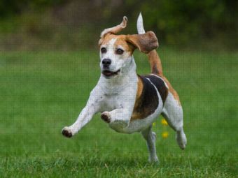 Produktbild: CALVENDO Puzzle Beagle - Fliegende Ohren | 1000 Teile Lege-Gr&ouml;&szlig;e 64x48cm Foto-Puzzle f&uuml;r gl&uuml;ckliche Stunden
