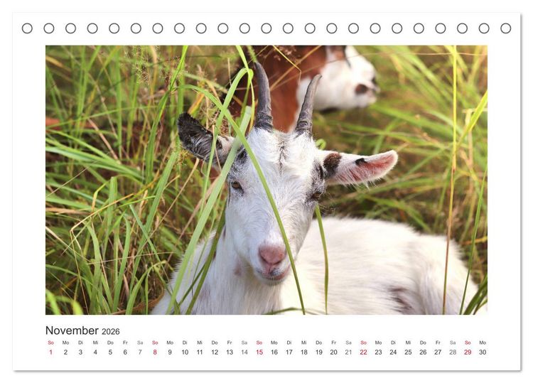 Produktbild: Wer zickt denn da? Mit Ziegen durchs Jahr (Tischkalender 2026 DIN A5 quer), CALVENDO Monatskalender