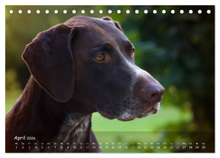 Produktbild: Jagdhunde - Treue Waidgesellen (Tischkalender 2026 DIN A5 quer), CALVENDO Monatskalender