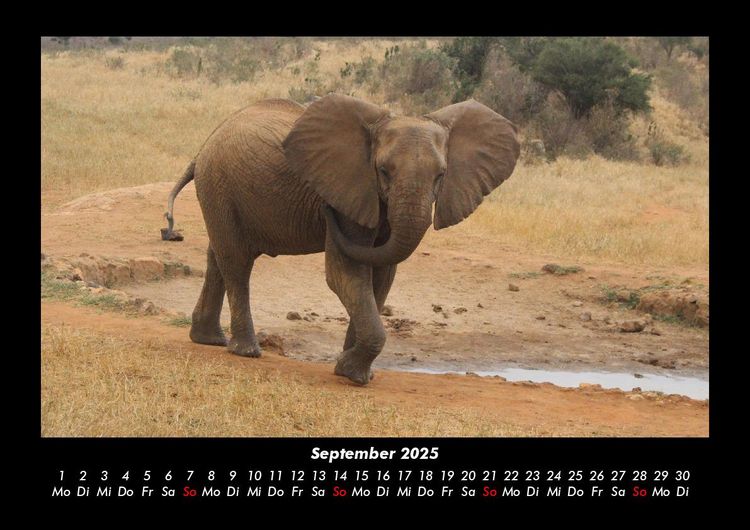 Produktbild: Der Elefantenkalender 2025 Fotokalender DIN A3