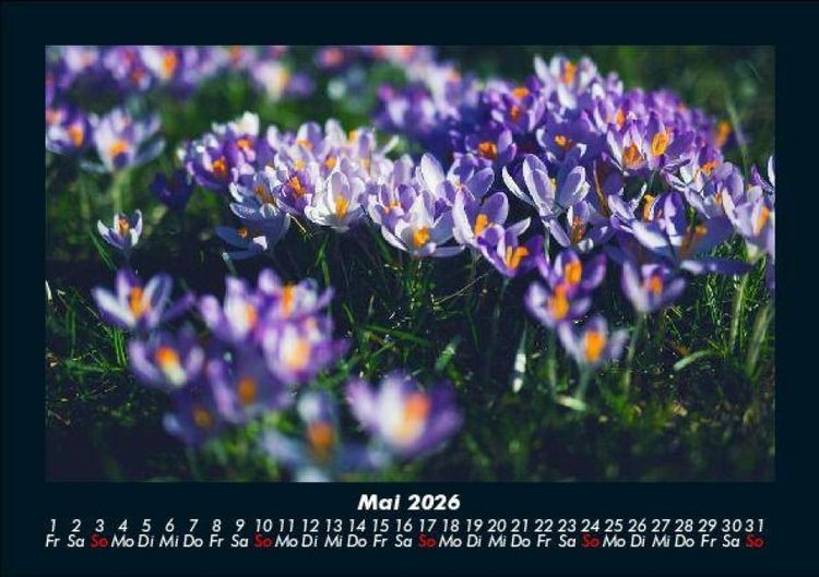 Produktbild: Blumentraum 2026 Fotokalender DIN A5