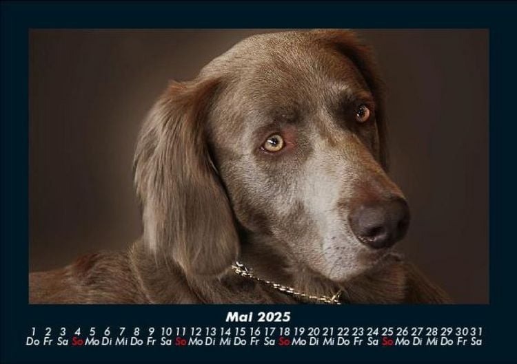Produktbild: Der Hundekalender 2025 Fotokalender DIN A5