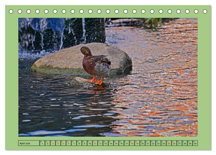 Produktbild: Faszination Stadtpark Odense (Tischkalender 2026 DIN A5 quer), CALVENDO Monatskalender