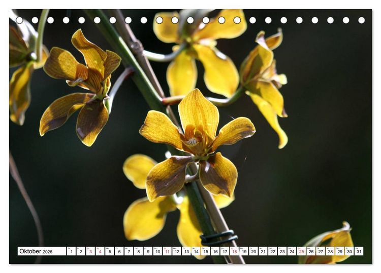 Produktbild: Prachtvolle Orchideen (Tischkalender 2026 DIN A5 quer), CALVENDO Monatskalender