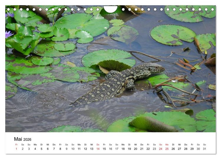 Produktbild: Faszination - Echsen (Wandkalender 2026 DIN A4 quer), CALVENDO Monatskalender