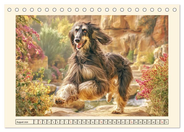 Produktbild: Afghanischer Windhund. Eleganter Sichtj&auml;ger und sensibler Couch-Potatoe (Tischkalender 2026 DIN A5 quer), CALVENDO Monatskalender