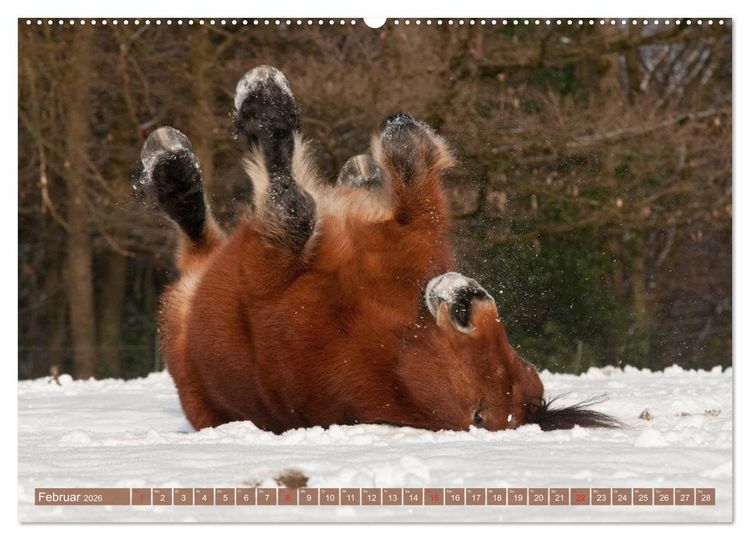 Produktbild: Kaltbl&uuml;ter - Schwere Pferde mit Charme (hochwertiger Premium Wandkalender 2026 DIN A2 quer), Kunstdruck in Hochglanz