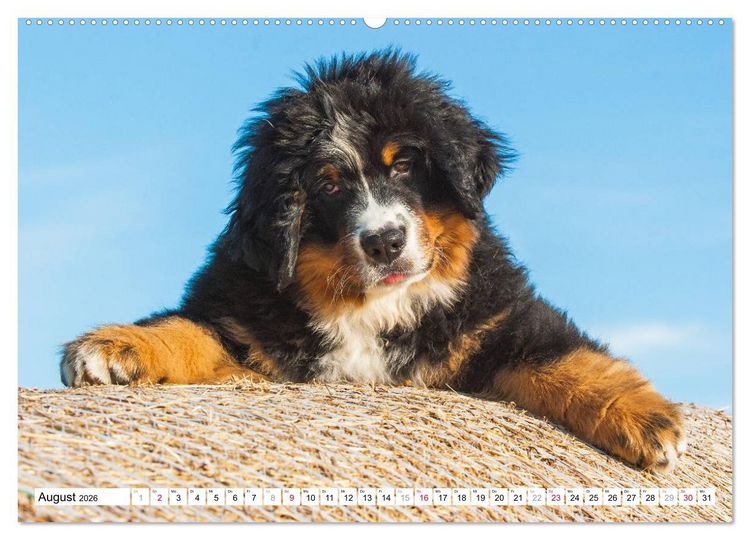 Produktbild: Ein Herz auf 4 Pfoten - Berner Sennenhund (hochwertiger Premium Wandkalender 2026 DIN A2 quer), Kunstdruck in Hochglanz