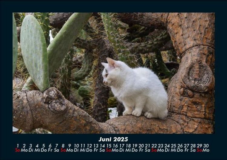 Produktbild: F&uuml;r Katzenfreunde 2025 Fotokalender DIN A5