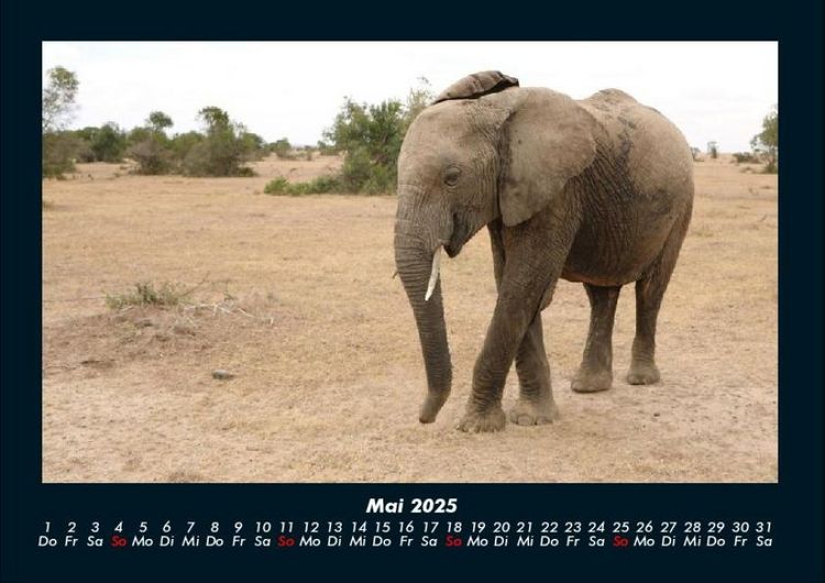 Produktbild: Elefanten - Die sanften Riesen Afrikas 2025 Fotokalender DIN A4