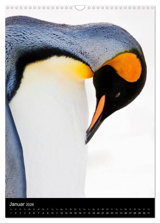 Produktbild: Hallo Pinguin (Wandkalender 2026 DIN A3 hoch), CALVENDO Monatskalender