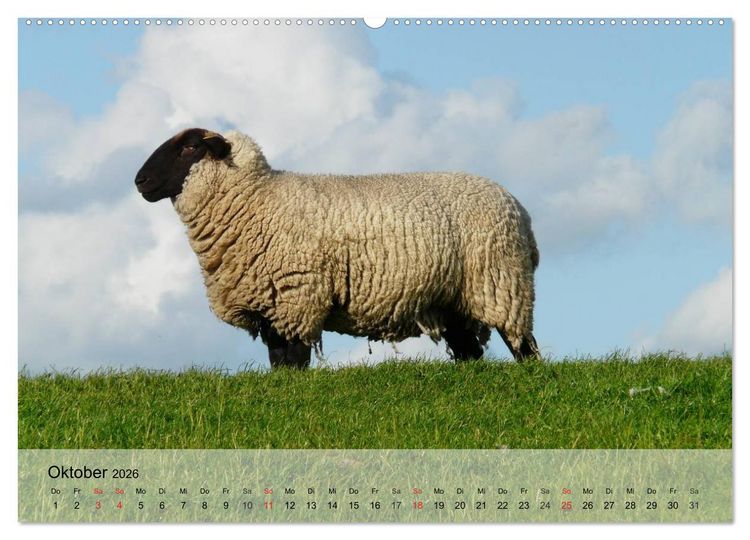 Produktbild: Schafe z&auml;hlen leicht gemacht! (hochwertiger Premium Wandkalender 2026 DIN A2 quer), Kunstdruck in Hochglanz