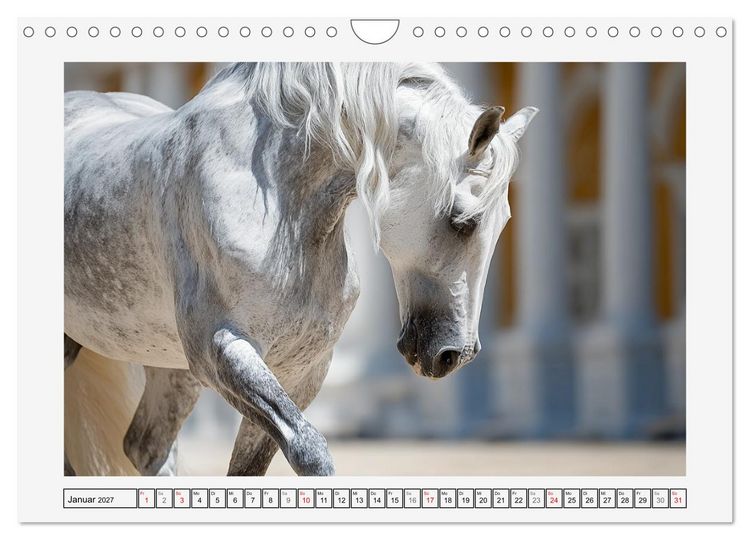 Produktbild: Spanische Eleganz. Edle Schimmel auf dem Gest&uuml;t (Wandkalender 2027 DIN A4 quer), CALVENDO Monatskalender