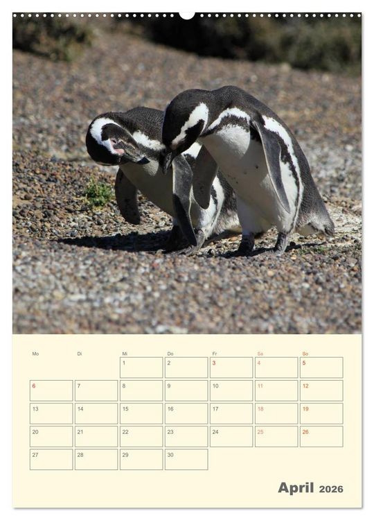 Produktbild: Mit Pinguinen durch das Jahr (Wandkalender 2026 DIN A2 hoch), CALVENDO Monatskalender