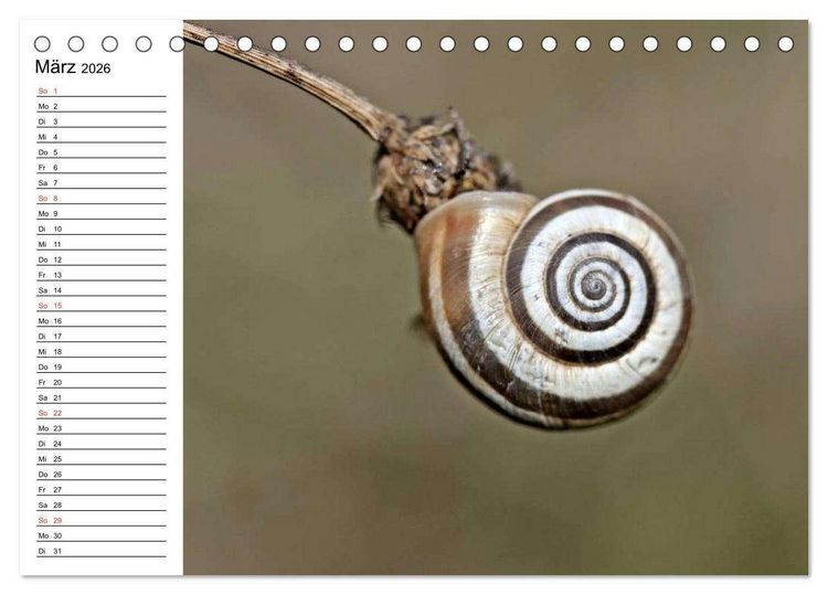 Produktbild: Der Schneckenkalender (Tischkalender 2026 DIN A5 quer), CALVENDO Monatskalender
