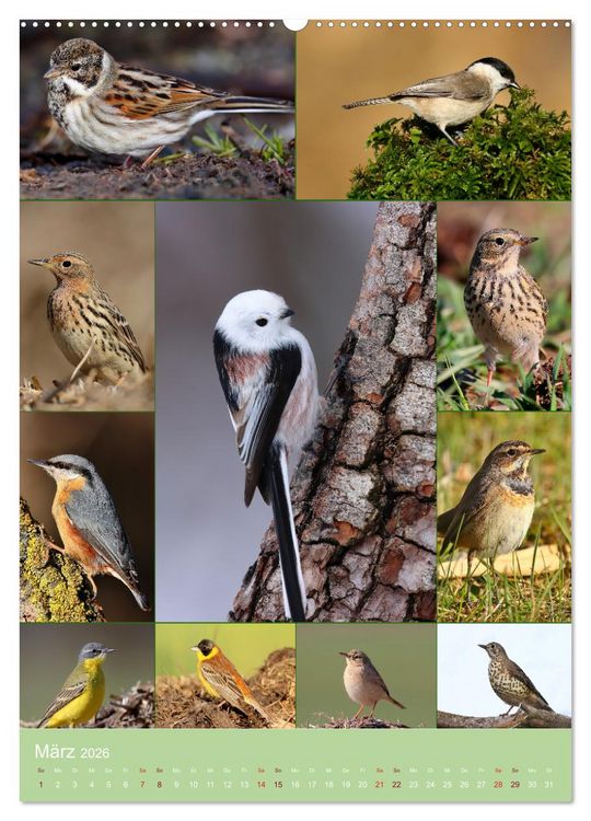 Produktbild: Alles f&uuml;r die V&ouml;gel (hochwertiger Premium Wandkalender 2026 DIN A2 hoch), Kunstdruck in Hochglanz
