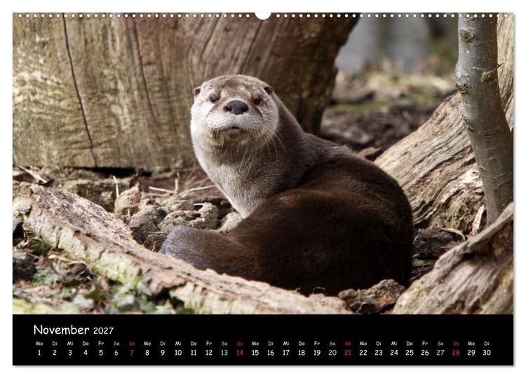 Produktbild: Putzige Fischj&auml;ger (hochwertiger Premium Wandkalender 2027 DIN A2 quer), Kunstdruck in Hochglanz