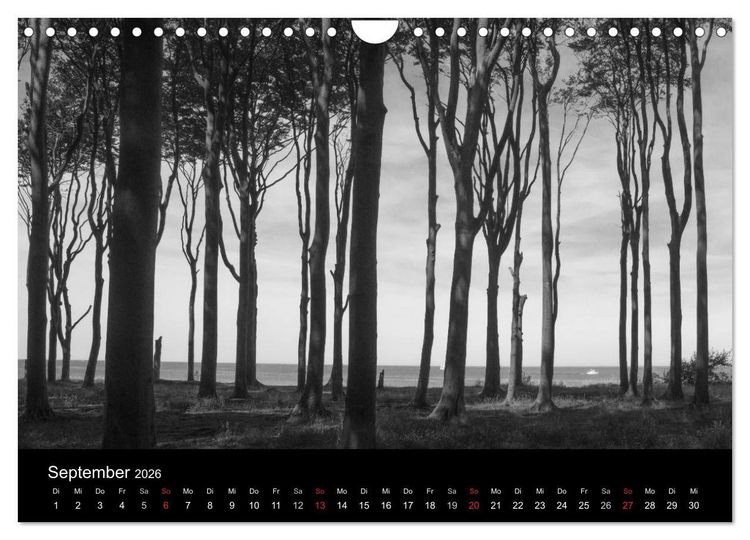 Produktbild: B&auml;ume trees 2026 (Wandkalender 2026 DIN A4 quer), CALVENDO Monatskalender