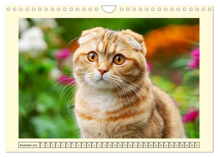 Produktbild: Scottish Fold. Zauberhafte Faltohrkatzen im Garten (Wandkalender 2026 DIN A4 quer), CALVENDO Monatskalender