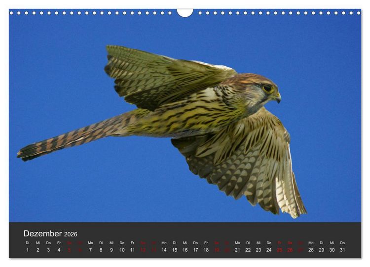 Produktbild: Faszination der Greifv&ouml;gel und Geier (Wandkalender 2026 DIN A3 quer), CALVENDO Monatskalender