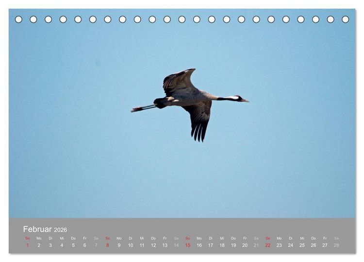 Produktbild: Kraniche in Vorpommern (Tischkalender 2026 DIN A5 quer), CALVENDO Monatskalender