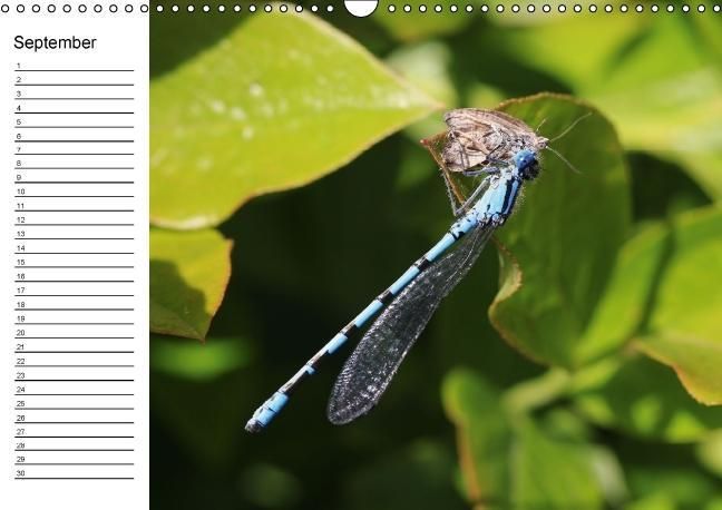 Produktbild: Libellen Geburtstagskalender (Wandkalender immerw&auml;hrend DIN A3 quer)