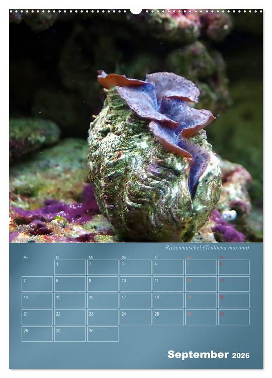 Produktbild: Bunte Riffbewohner - Fische, Anemonen und noch viel mehr (Wandkalender 2026 DIN A2 hoch), CALVENDO Monatskalender