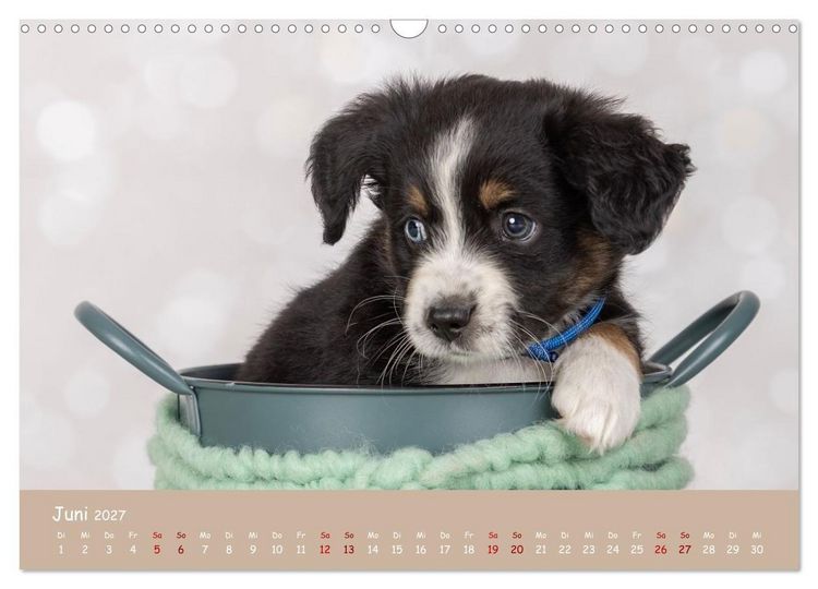 Produktbild: Mini Australian Shepherd, eine ganz besondere Rasse (Wandkalender 2027 DIN A3 quer), CALVENDO Monatskalender