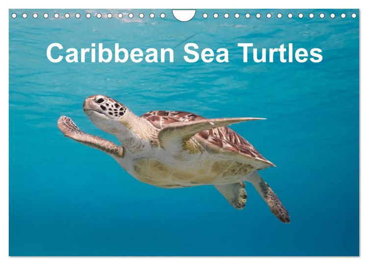 Produktbild: Caribbean Sea Turtles (Wall Calendar 2026 DIN A4 landscape), CALVENDO 12 Month Wall Calendar