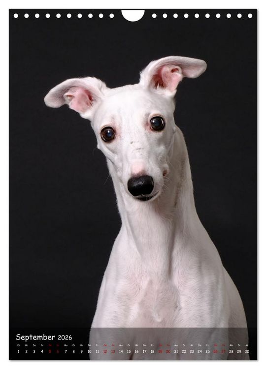Produktbild: Whippets im Portrait (Wandkalender 2026 DIN A4 hoch), CALVENDO Monatskalender