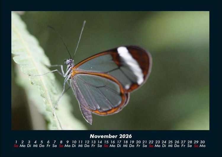 Produktbild: Bunte Pracht der Schmetterlinge 2026 Fotokalender DIN A4