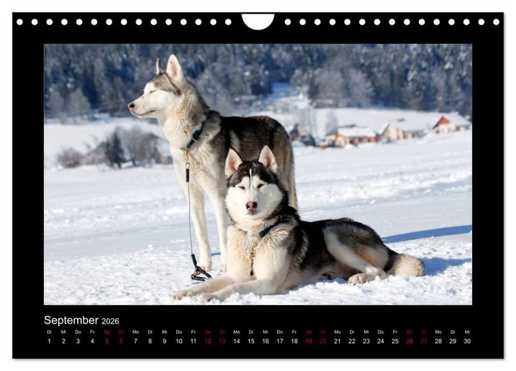 Produktbild: Huskys im Schnee (Wandkalender 2026 DIN A4 quer), CALVENDO Monatskalender